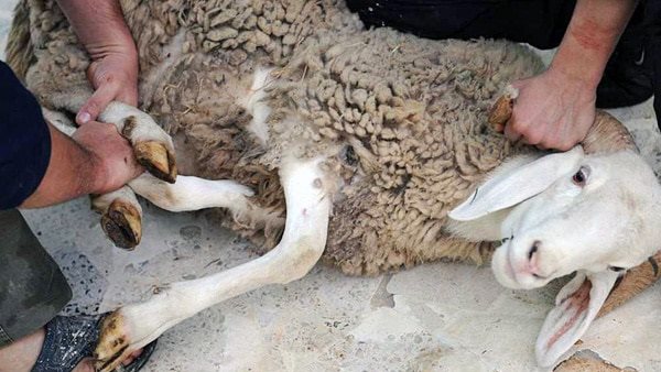 تصوير الأضحية تصوير الأضحية